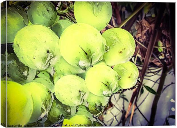 Tearful Grapes Canvas Print by Beryl Curran