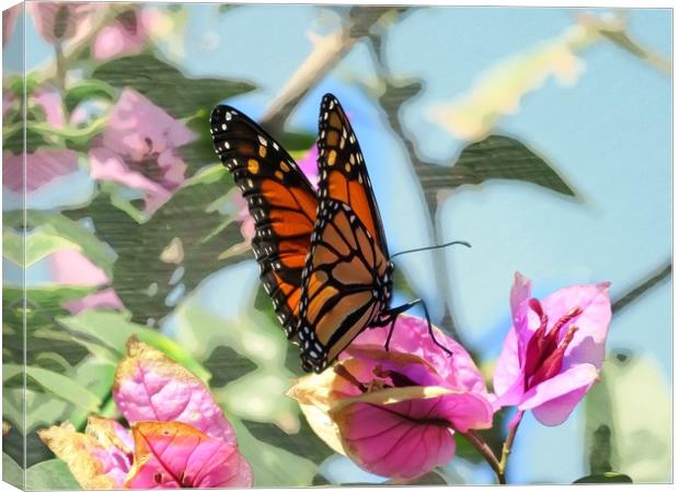 Butterfly Beauty Canvas Print by Beryl Curran
