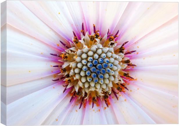 Radiant Pink African Daisy Canvas Print by Beryl Curran