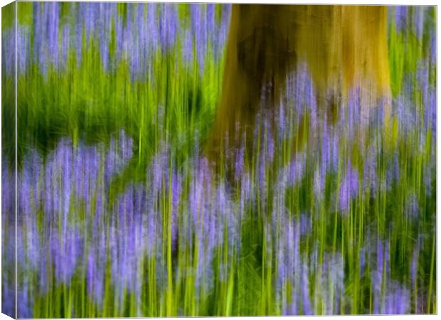 Enchanting Bluebell Woods Canvas Print by Beryl Curran