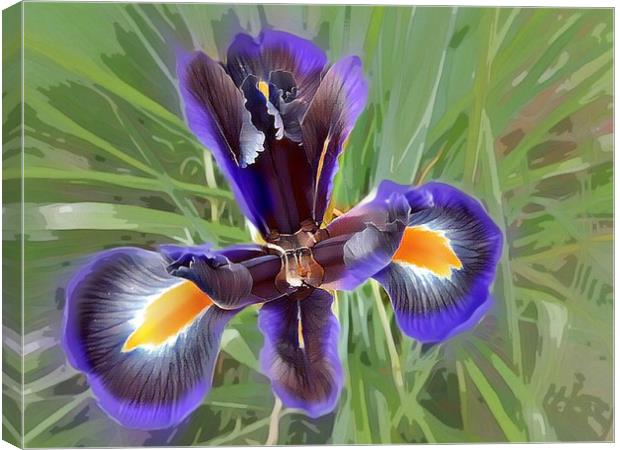 Majestic Purple Iris Canvas Print by Beryl Curran