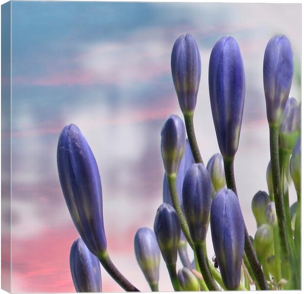 Agapanthus  Lily of the Nile Canvas Print by Beryl Curran