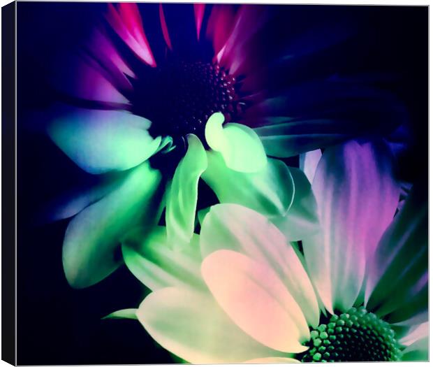 Radiant Daisy Blossom Canvas Print by Beryl Curran