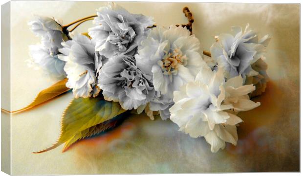 Delicate Beauty Canvas Print by Beryl Curran