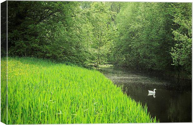 White duck swimming in the forest creek Canvas Print by Adam Szuly
