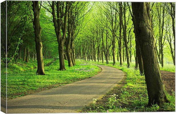 Forest road under the trees Canvas Print by Adam Szuly