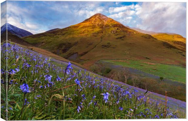 Buttermere bluebells, Lake District. Canvas Print by John Finney