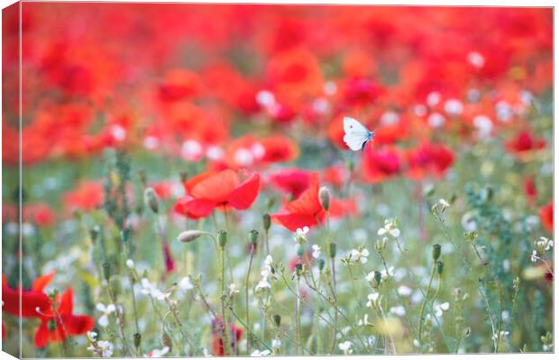 Wild Butterfly on Red poppies Canvas Print by John Finney