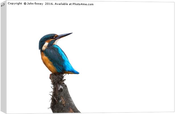 Kingfisher Canvas Print by John Finney