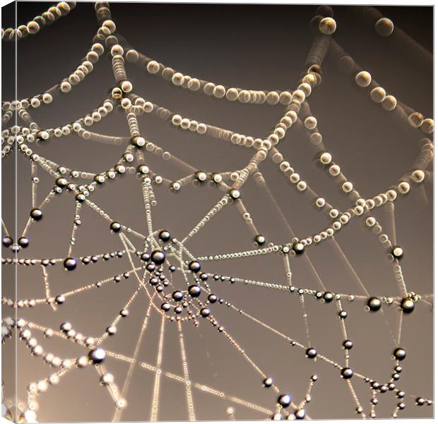 Spiders web Canvas Print by John Finney