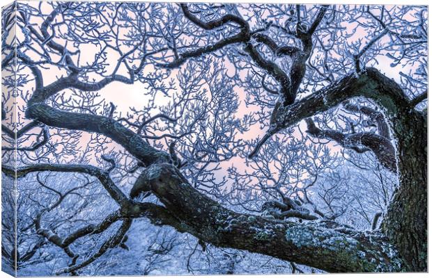 Hoar frost on Twisted branches Canvas Print by John Finney