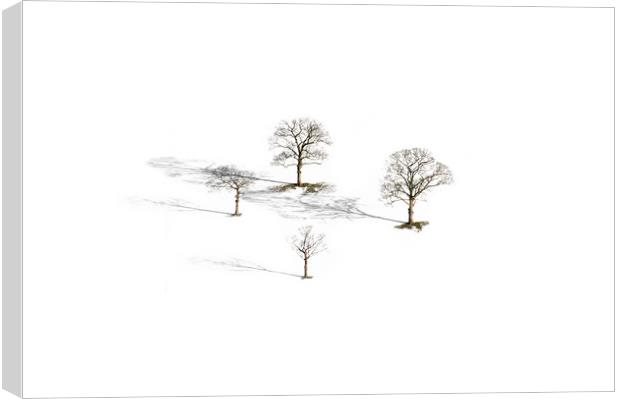 Four Trees  Canvas Print by John Finney
