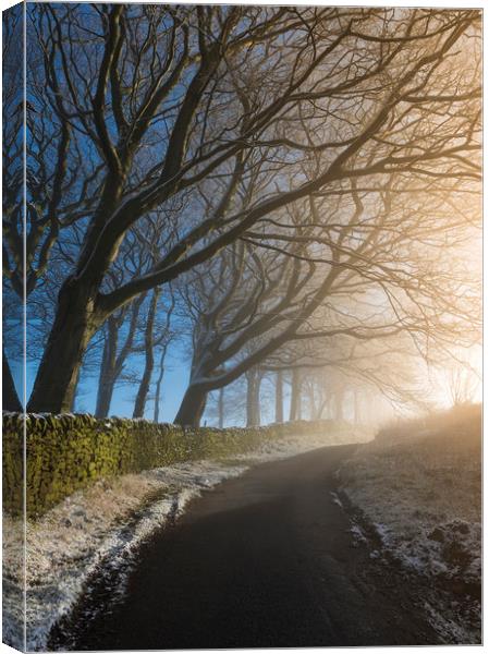 Trees on a Lane Canvas Print by John Finney