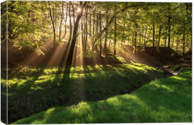 Spring morning sunrays in Hooleyhey woods Canvas Print by John Finney