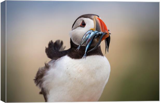 Wild Puffin, catch of the day.  Canvas Print by John Finney