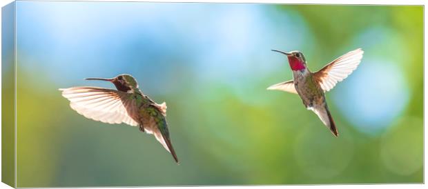 The Hummingbirds of Arizona  Canvas Print by John Finney