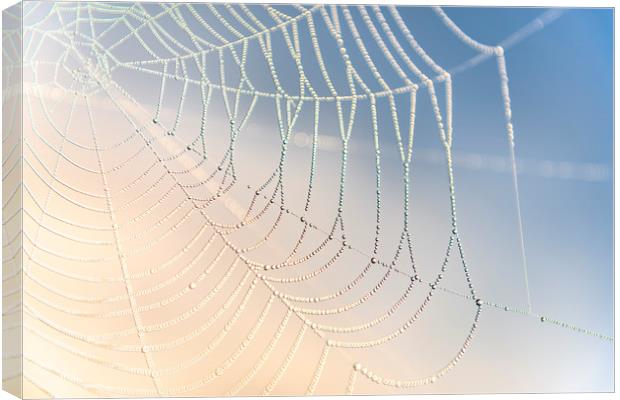 Spiders Web Canvas Print by John Finney