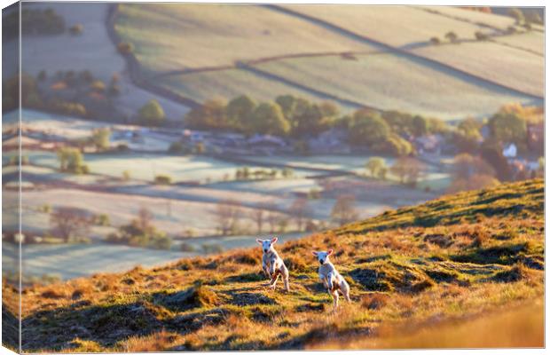 Two Spring Lambs, Peak District Canvas Print by John Finney