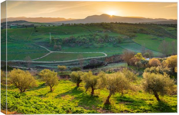 Olive orchards at sunrise, Ronda, Puente Nuevo.  Canvas Print by John Finney