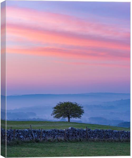  Derbyshire Dales Hawthorn Tree Canvas Print by John Finney