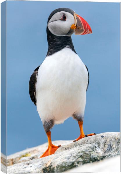 Puffin with attitude.  Canvas Print by John Finney