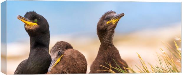 Adult Shag birds & Two juveniles Canvas Print by John Finney