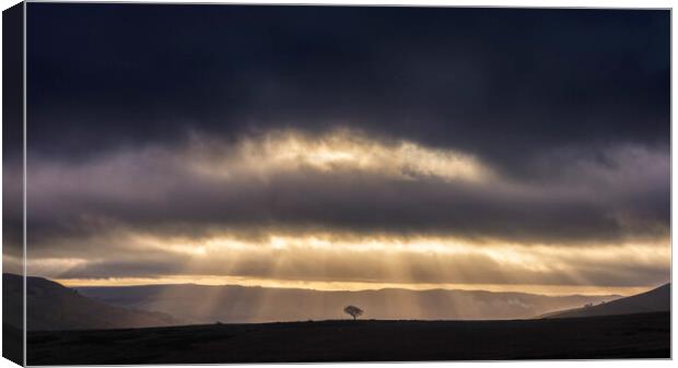 Crookstone hill lone tree at sunrise   Canvas Print by John Finney