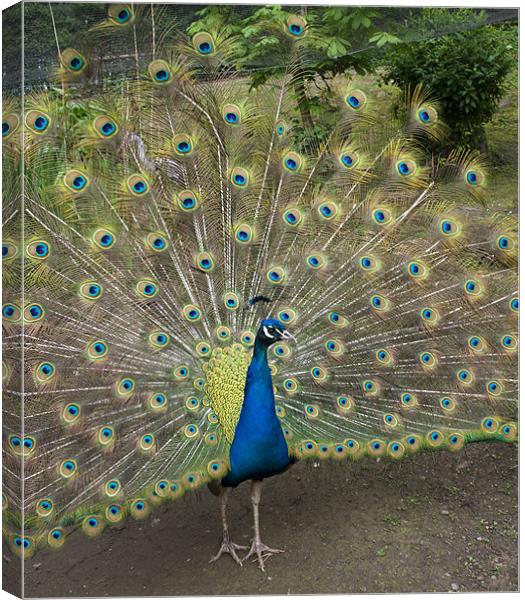 peacock Canvas Print by martin laurie