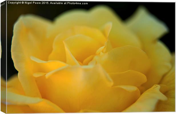  Yellow Rose Canvas Print by Nigel Poore