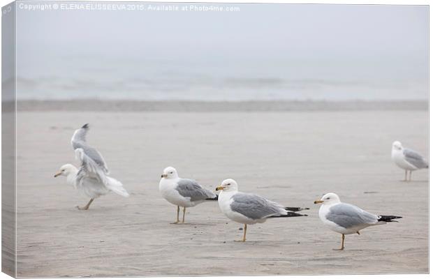 Seagulls on foggy beach Canvas Print by ELENA ELISSEEVA