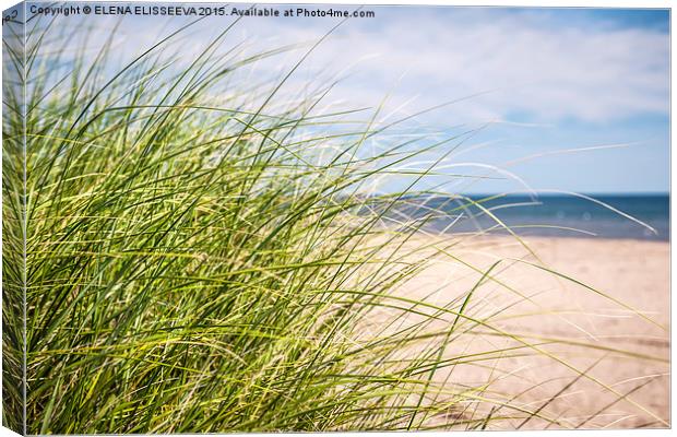 Beach grass Canvas Print by ELENA ELISSEEVA