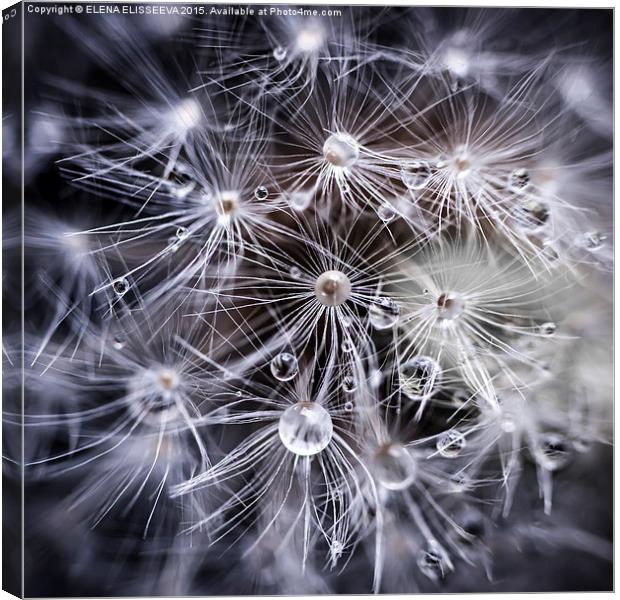 Dandelion seeds with water drops Canvas Print by ELENA ELISSEEVA