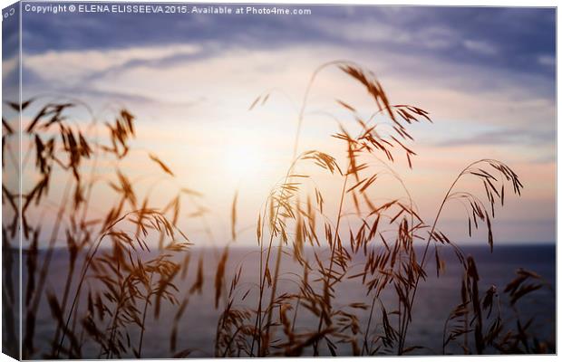 Grass at sunset Canvas Print by ELENA ELISSEEVA