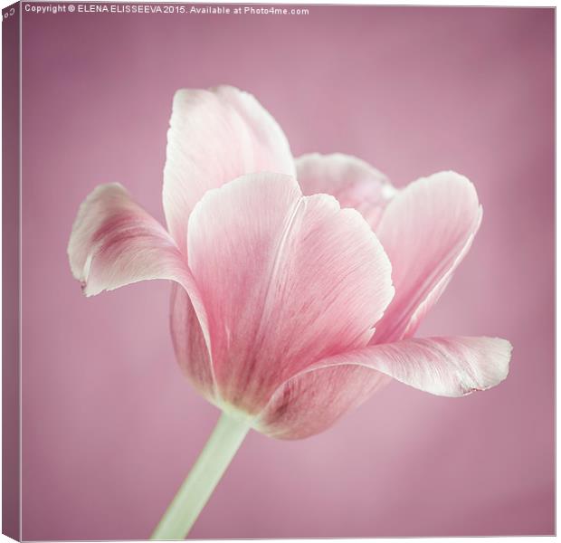 Pink tulip Canvas Print by ELENA ELISSEEVA