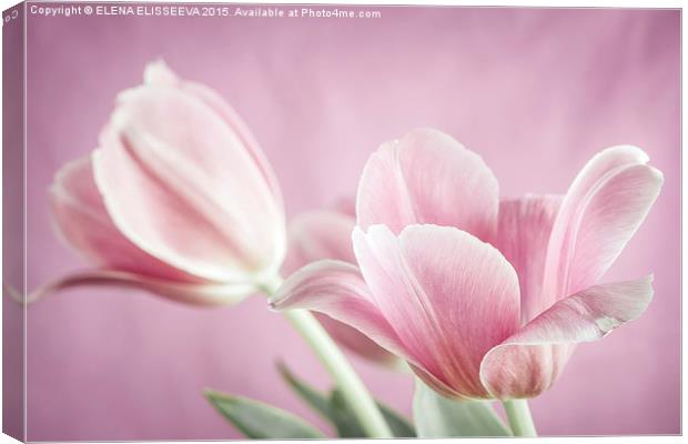 Pink tulips Canvas Print by ELENA ELISSEEVA
