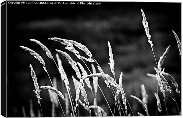 Wild grass  Canvas Print by ELENA ELISSEEVA