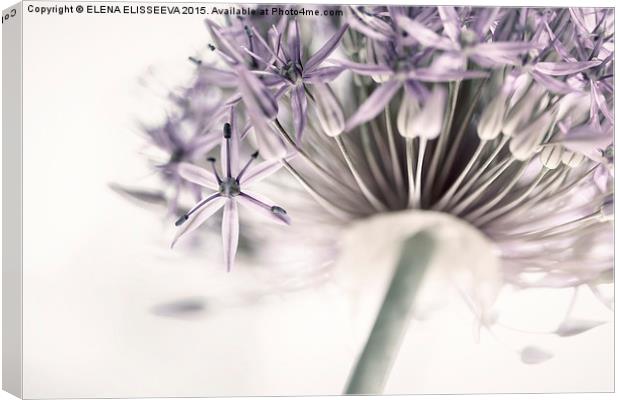 Flowering onion flower Canvas Print by ELENA ELISSEEVA