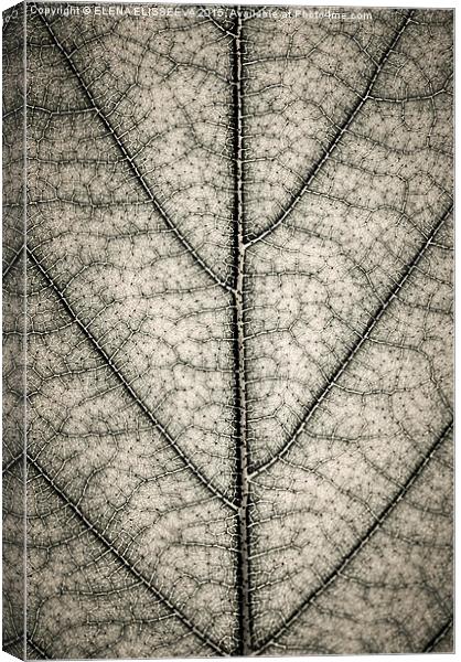 Leaf texture in sepia Canvas Print by ELENA ELISSEEVA