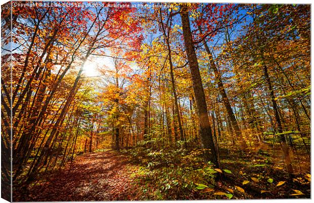 Sunshine in fall forest Canvas Print by ELENA ELISSEEVA