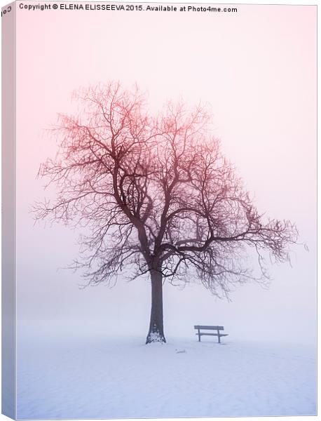 Winter tree in fog at sunrise Canvas Print by ELENA ELISSEEVA