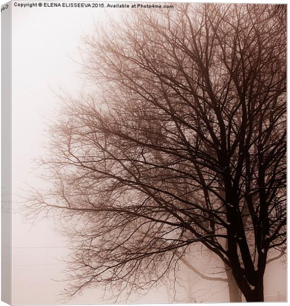 Leafless tree in fog Canvas Print by ELENA ELISSEEVA