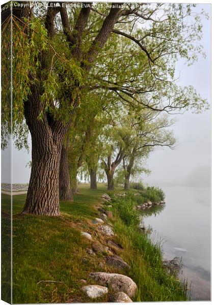 Old trees in foggy shore Canvas Print by ELENA ELISSEEVA