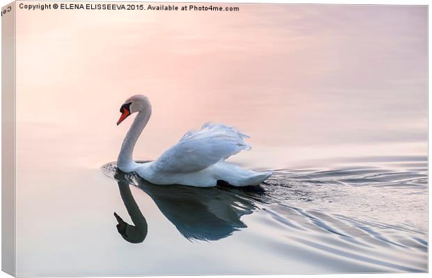 Sunset swan Canvas Print by ELENA ELISSEEVA