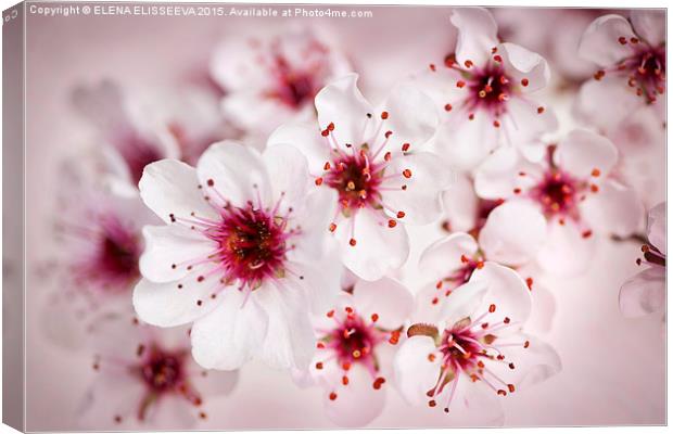  Cherry blossoms Canvas Print by ELENA ELISSEEVA