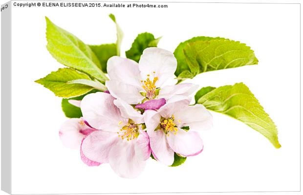 Pink apple blossoms Canvas Print by ELENA ELISSEEVA
