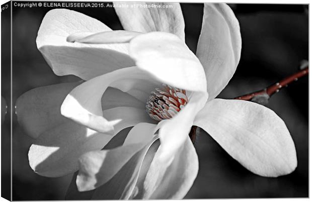 Magnolia flower Canvas Print by ELENA ELISSEEVA