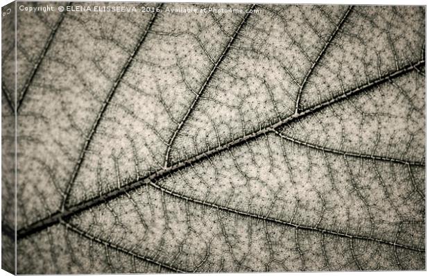 Tree leaf texture Canvas Print by ELENA ELISSEEVA