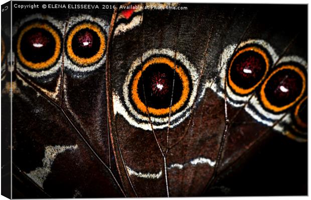 Butterfly wing Canvas Print by ELENA ELISSEEVA