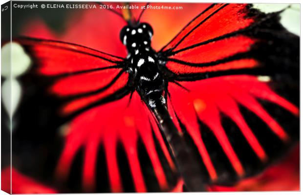 Red heliconius dora butterfly Canvas Print by ELENA ELISSEEVA