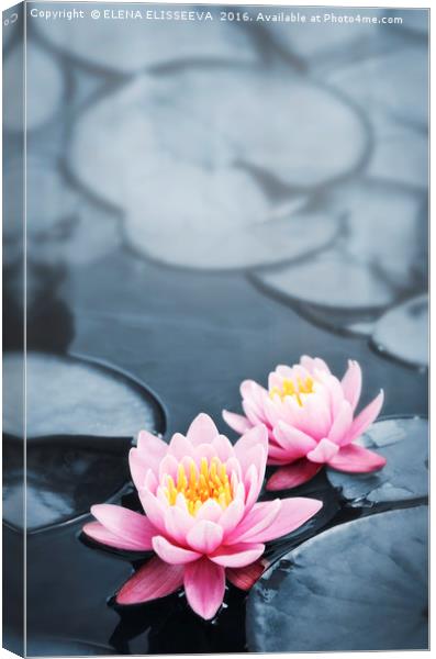 Lotus blossoms Canvas Print by ELENA ELISSEEVA